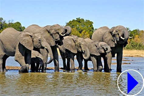 tembe elephant park webcam|Tembe Elephant Park, Live Streaming HD Webcam,。